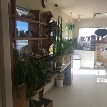 Daily Donuts - More plants, front of main room - Donuts Near Me - Bridgeport, Texas