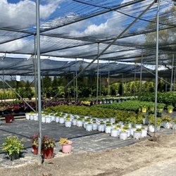Shade plants