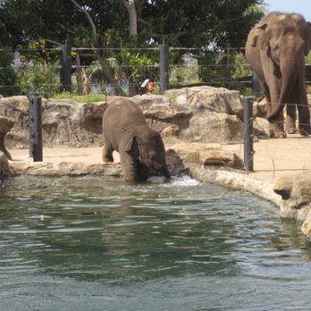 Taronga Zoo - Mon petit éléphant! - Zoos Near Me - Mosman, NSW Taronga Zoo - Mon petit éléphant! - Zoos Near Me - Mosman, NSW