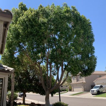 Happy Tree Landscaping - After - Landscaping Near Me - Mesa, Arizona