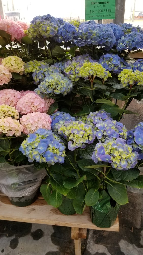 SHARON FLOWER & GARDEN Updated October 2024 8733 Keele st, Vaughan