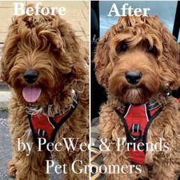My 4-month old Labradoodle got a quick trim around his eyes and face My 4-month old Labradoodle got a quick trim around his eyes and face