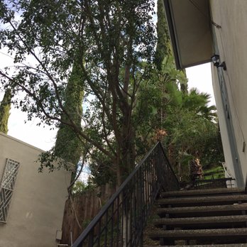 Sky's The Limit Tree Care - After - Tree Services Near Me - San Marino, California Sky's The Limit Tree Care - After - Tree Services Near Me - San Marino, California
