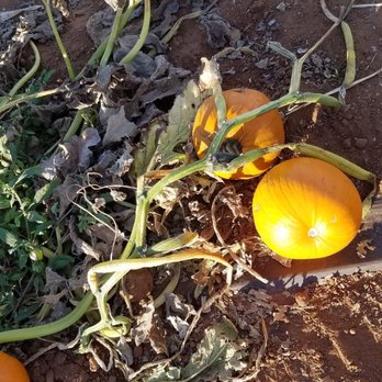 Rancho Bernardo Pumpkin Farm - Growing pumpkins - Pumpkin Patches Near Me - San Diego, California Rancho Bernardo Pumpkin Farm - Growing pumpkins - Pumpkin Patches Near Me - San Diego, California