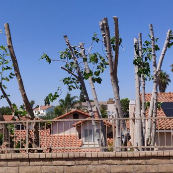 Tree Trimming Team - After trimming - Tree Services Near Me - Mission Viejo, California Tree Trimming Team - After trimming - Tree Services Near Me - Mission Viejo, California