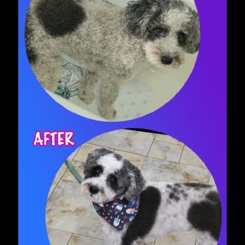 Supertrifecta Pets - Pet Sitting Near Me