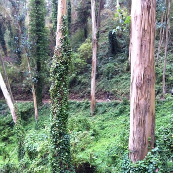 Mount Sutro - See what I mean, by ledge - Parks Near Me - San Francisco, California