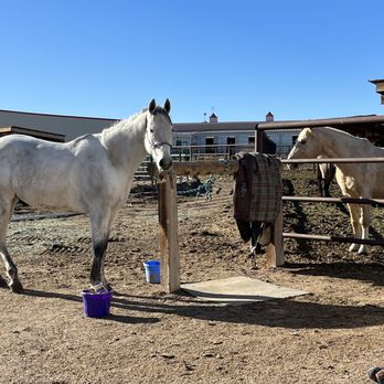 Standley Lake Stables - My 17.1 hand 1300lb horse who is well fed, and given all the hay he needs to be healthy and happy - Horse Boarding Near Me - Arvada, Colorado