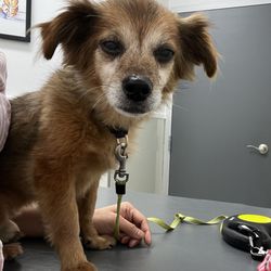 Little Cottonwood Animal Hospital