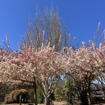 Markham Nature Park & Arboretum - Cherry blossoms - Parks Near Me - Concord, California