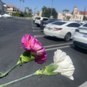 99 Ranch Market - Carnations for Mother's Day! Thank you! - Seafood Markets Near Me - Alhambra, California