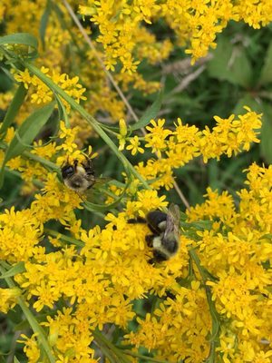 Clifford Park by null