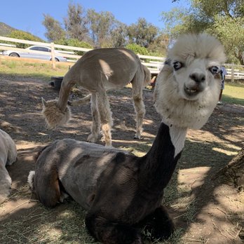 Canzelle Alpacas - Farms Near Me - Carpinteria, California