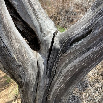Middle Ridge Trail - Y-shaped part of dead tree, next to Middle Ridge Trail. Looks like space alien, perhaps, E.T. - Hiking Near Me - Morgan Hill, California Middle Ridge Trail - Y-shaped part of dead tree, next to Middle Ridge Trail. Looks like space alien, perhaps, E.T. - Hiking Near Me - Morgan Hill, California