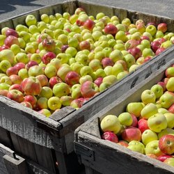 Sophie’s Orchard