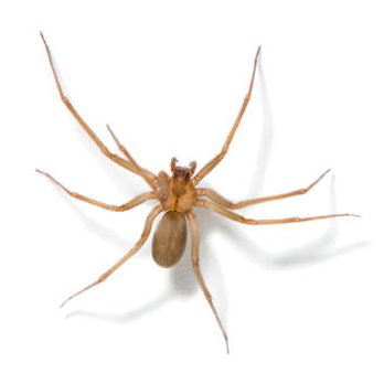 Rogue Pest Solutions - Pest Control Near Me - Chelsea, Alabama Rogue Pest Solutions - Pest Control Near Me - Chelsea, Alabama