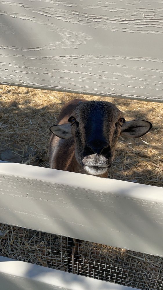 GG’S FUN RANCH 21 Photos & 23 Reviews 11000 Art St, San Fernando