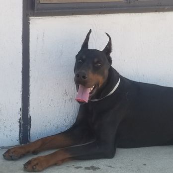 Downey Animal Care Center - DUKE - Pet Adoption Near Me - Downey, California