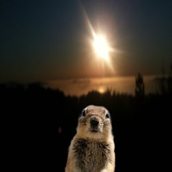 Marc Brenner Company