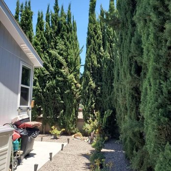 Hernández Tree Services - Tree Services Near Me