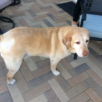 Quality Pavers - Candy is one happy camper!!! - Masonry/Concrete Near Me - Anaheim, California Quality Pavers - Candy is one happy camper!!! - Masonry/Concrete Near Me - Anaheim, California