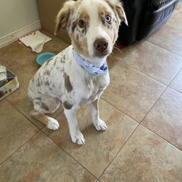 This is what he looked like after the appointment.