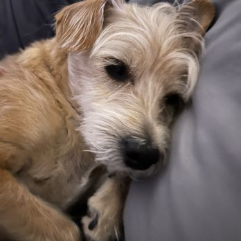 Lush Spaw - Pet Groomers Near Me - San Jose, California