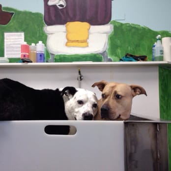 Original Bark - Two much fun! - Pet Sitting Near Me - Portland, Oregon