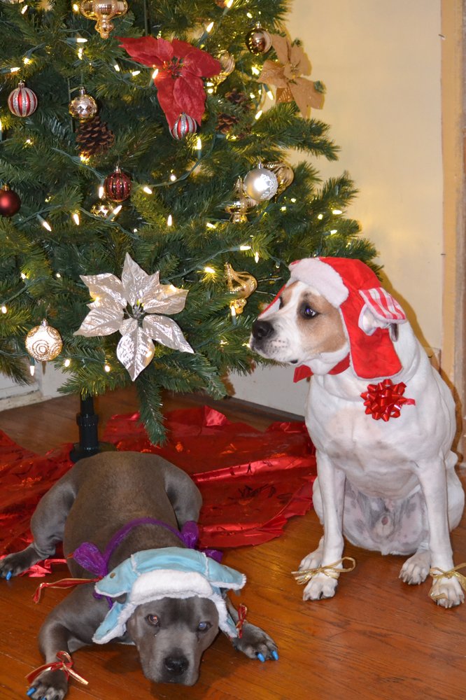 ALFREDWATERBORO VETERINARY HOSPITAL Updated August 2024 19 Photos 1251 Main St, Waterboro