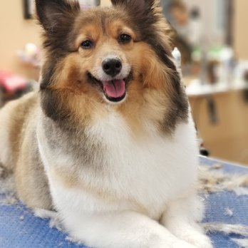 Splendor Paws - Pet Groomers Near Me - Plantation, Florida
