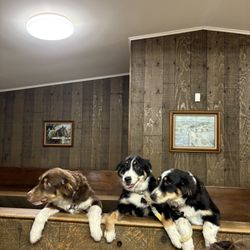 Maysville Animal Hospital