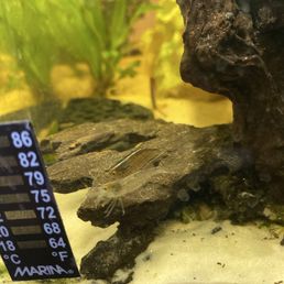 My previous amano shrimp in the back for reference to see that they are different types of shrimp. My previous amano shrimp in the back for reference to see that they are different types of shrimp.