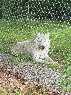 Wolf Mountain Nature Center by null