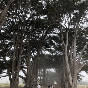 Cypress Tree Tunnel - Parks Near Me - Inverness, California Cypress Tree Tunnel - Parks Near Me - Inverness, California