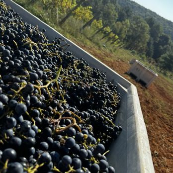 Terra Incognita Vineyard - Beautiful harvest! - Venues & Event Spaces Near Me - Clarkesville, Georgia