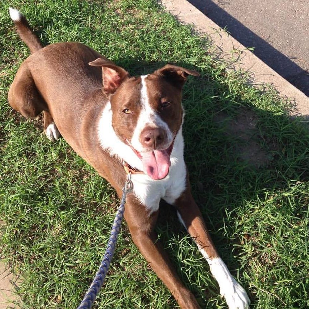 Ruff House Dog Training & Behavior Modification - This is my guy! - Pet Training Near Me - Tucson, Arizona Ruff House Dog Training & Behavior Modification - This is my guy! - Pet Training Near Me - Tucson, Arizona