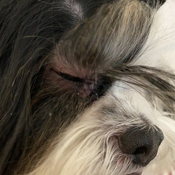 Four Paws Day Care - Pet Groomers Near Me - Studio City, California