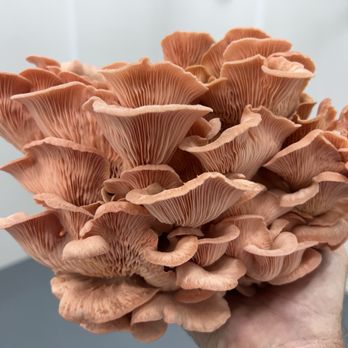 Mind Cap Mushrooms - Farmers Market Near Me - Fort Myers, Florida Mind Cap Mushrooms - Farmers Market Near Me - Fort Myers, Florida
