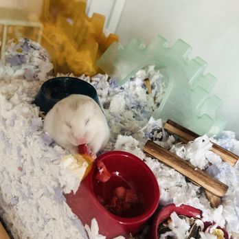 Petco - Eating her strawberries - Pet Stores Near Me - Van Nuys, California Petco - Eating her strawberries - Pet Stores Near Me - Van Nuys, California