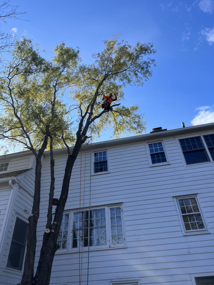 Precision Tree Service And Landscaping - tree service in Ravena, NY