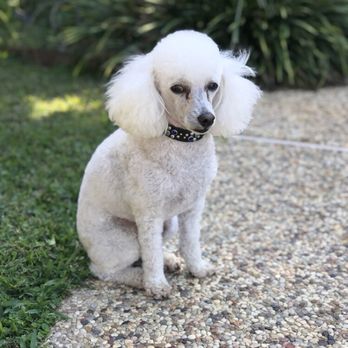 Dog Grooming by Michael - Studio Pampered Pets does the best poodle grooming - Pet Groomers Near Me - Carrollton , Texas Dog Grooming by Michael - Studio Pampered Pets does the best poodle grooming - Pet Groomers Near Me - Carrollton , Texas