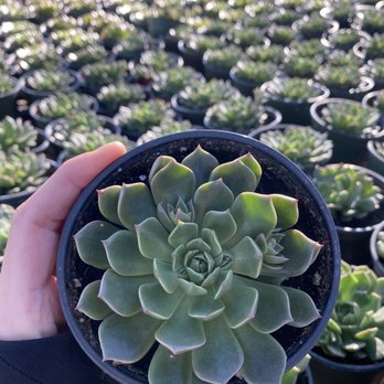 Toro Nursery - Beautiful selection! - Nurseries & Gardening Near Me - Torrance, California Toro Nursery - Beautiful selection! - Nurseries & Gardening Near Me - Torrance, California