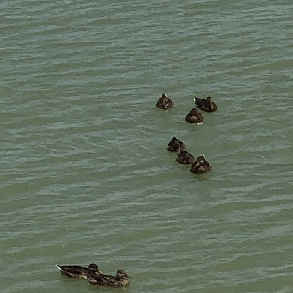 Flying Fish - Ducks outside of the Flying Fish restaurant - Seafood Near Me - Coppell, Texas