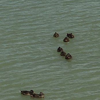 Flying Fish - Ducks outside of the Flying Fish restaurant - Seafood Near Me - Coppell, Texas