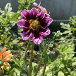 Fuller Gardens - The Dalia section was full of unique colors and varieties