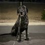 Photo of Companion's  'R'  Us  Dog Training