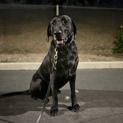 Companion's 'R' Us Dog Training - Another great night of dog training!