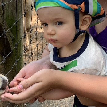The Wild Animal Park - Grayson feeding the fallow deer. - Zoos Near Me - Chittenango, New York The Wild Animal Park - Grayson feeding the fallow deer. - Zoos Near Me - Chittenango, New York