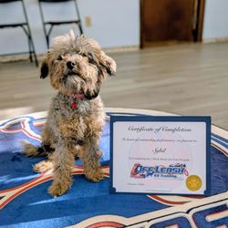 Off Leash K9 Training - 2 week Board and Train Graduate