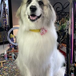 Pawsitive Vibes - Sweet Fiona